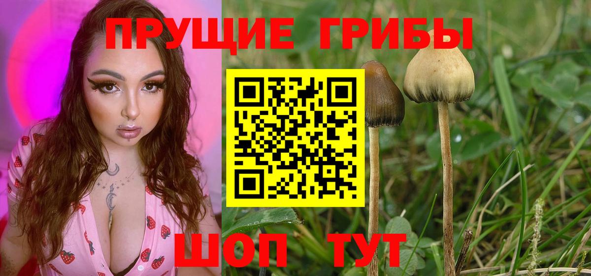 Псилоцибиновые грибы мухоморы  Псилоцибиновые грибы GOLDEN TEACHER  хочу наркоту  Балашиха  Вход с VPN 